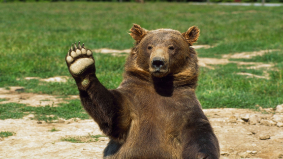 A bear walks into a store in Canada and grabs..