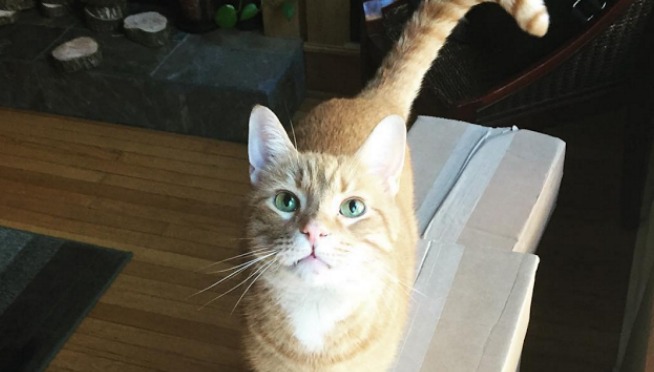Chicago cats you should follow on Instagram immediately