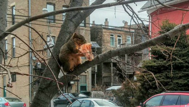 Chicago Has A Pizza Squirrel