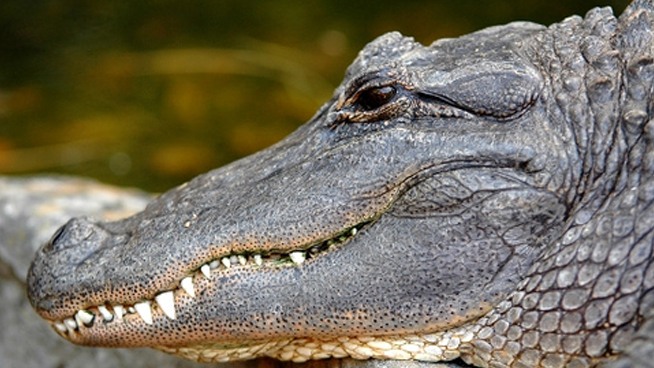 Tow truck escorts alligator out of neighborhood