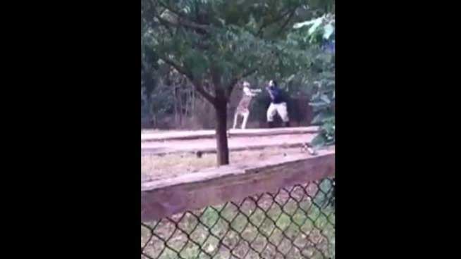 Zookeeper vs. Kangaroo