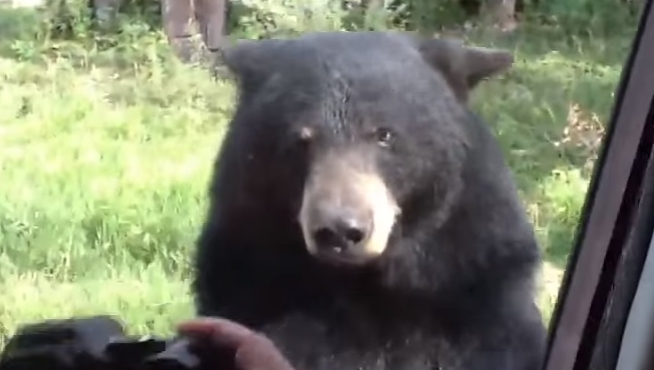 Yellowstone Bear Casually Opens Car Door