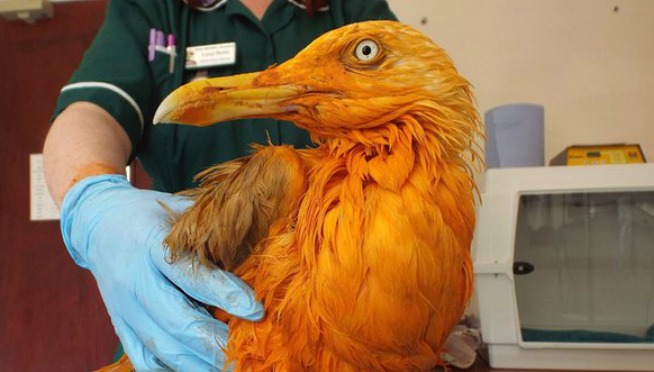 Spice gull: seabird turns orange after falling into vat of curry