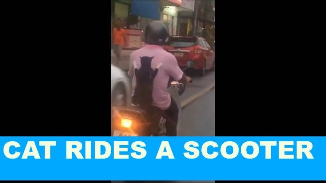 New Internet Animal Star: CAT RIDES A SCOOTER