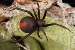 Spider Bites Guy’s Junk… Twice