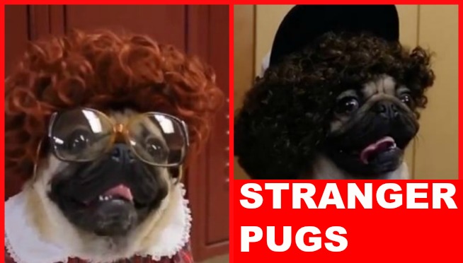 #CUTEDOGTVSHOWS Stranger Things + Cute Pugs: STRANGER PUGS (Video)