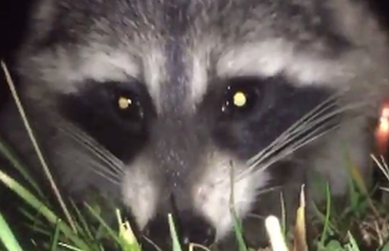 Stanley: The iPhone Stealing Raccoon