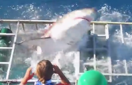 WATCH: Great White Breaks Through Shark Cage