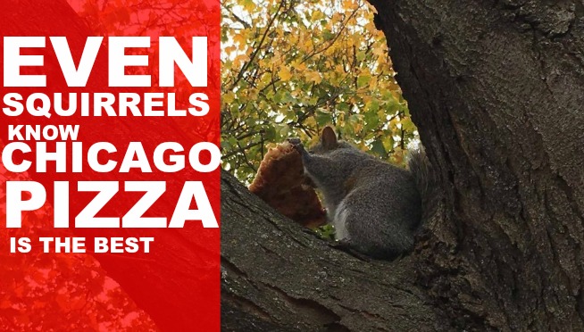 BEHOLD THE PIZZA SQUIRREL of CHICAGO!