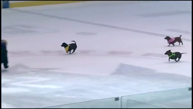 VIDEO: CUTE ALERT! Weiner Dog Races ON ICE!