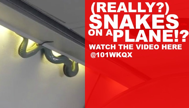 VIDEO: THERE IS A REAL SNAKE ON A PLANE
