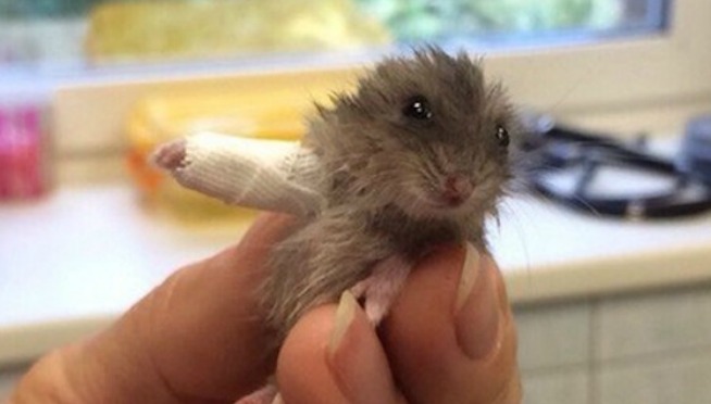 A Tiny Hamster Wears a Tiny Cast to Help Heal His Tiny Broken Arm