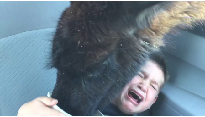 WATCH: Llama Attack!