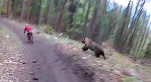 Don’t Go Biking In The Woods!